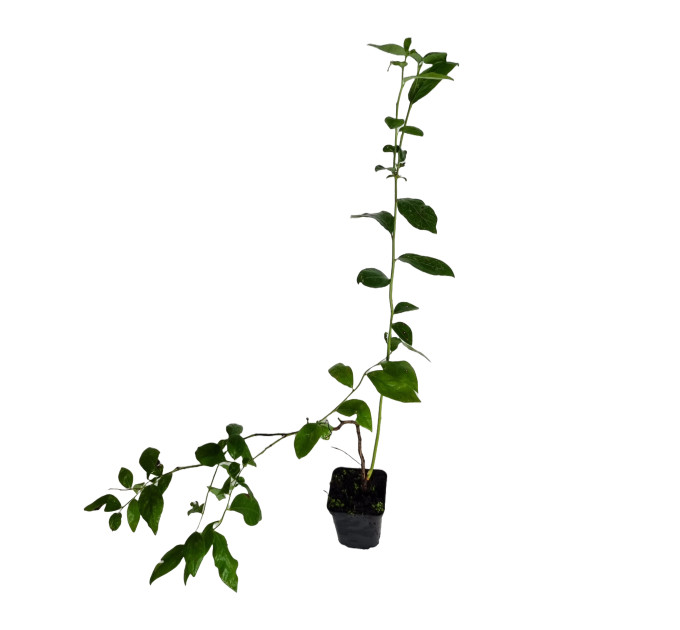 Саджанці лохини 2р. 0,5л горщик сорт "Блюголд"