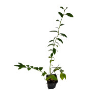 Саджанці лохини 2р. 0,5л горщик сорт "Река" Саджанці лохини 2р. 0,5л горщик сорт "Река"