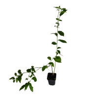 Саджанці лохини 2р. 0,5л горщик сорт "Спартан"