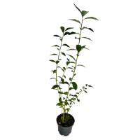 Саджанці лохини 2р. 2л горщик сорт "Река" Саджанці лохини 2р. 2л горщик сорт "Река"