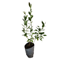 Саджанці лохини 2р.  (пакет) 4л сорт "Блюкроп" 