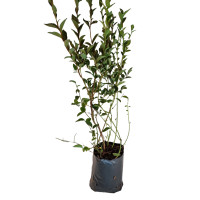 Саджанці лохини 3р.  (пакет) 4л сорт "Блюкроп" 