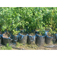 Дорослі саджанці, 5-річні в міцних сумках по 40л, плодоносять, не потребують пересадки в грунт
